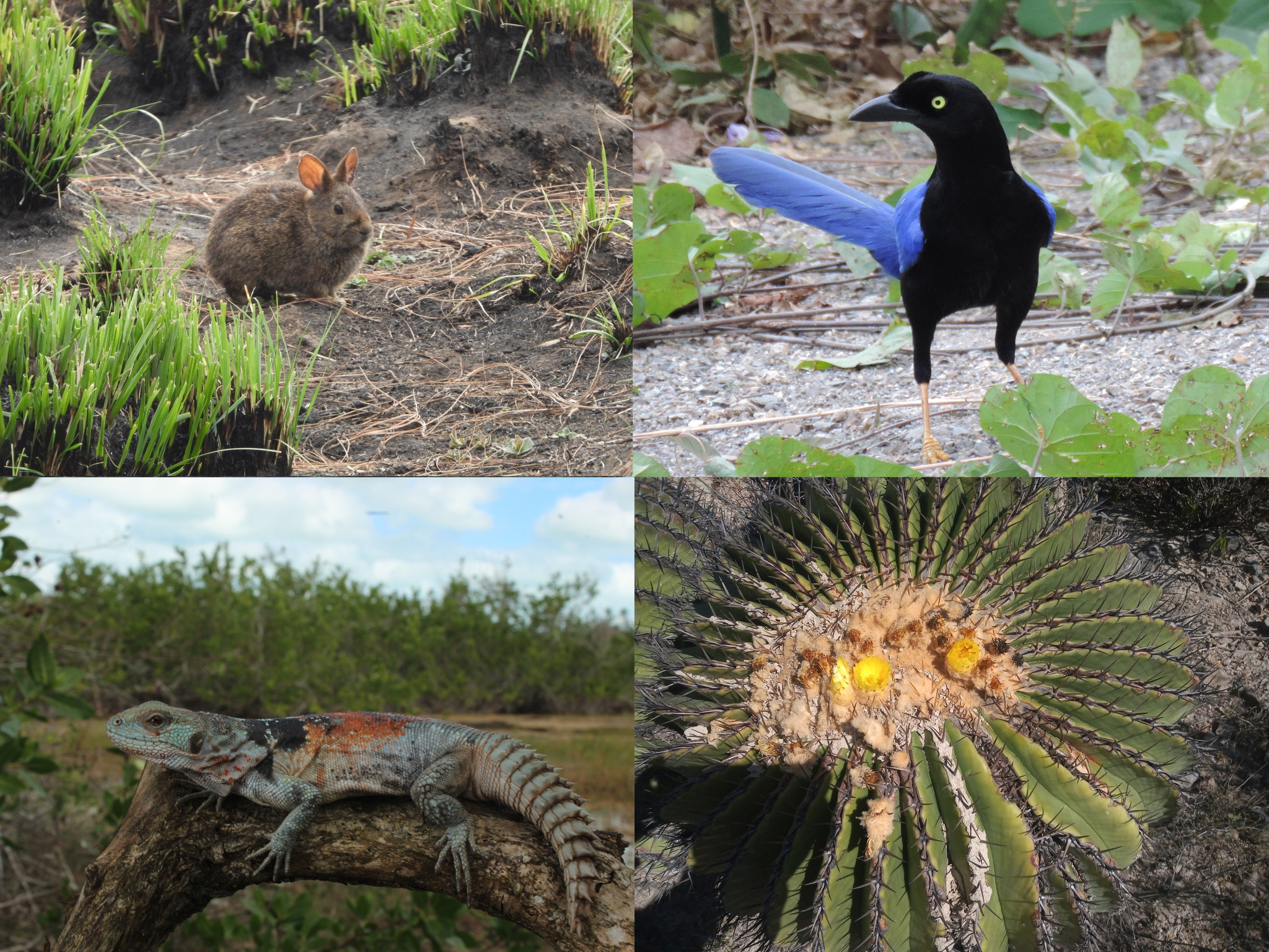 NORMA Oficial Mexicana NOM-059-SEMARNAT-2010, Protección ambiental-Especies nativas de México de flora y fauna